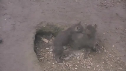 Maruyama Zoo - Wolf's family, семейство вълци