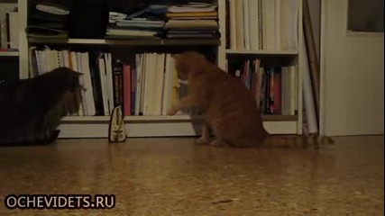 Реакцията на котка срещу метроном ,търпението и свърши , смях