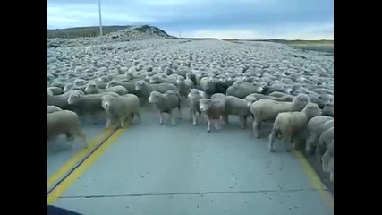 Супер голямо стадо с овце блокира пътя