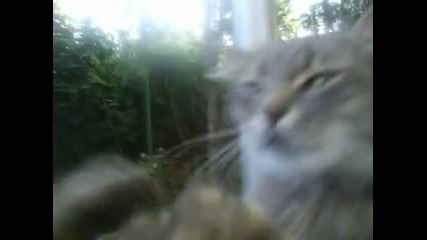 Бой на котки 2