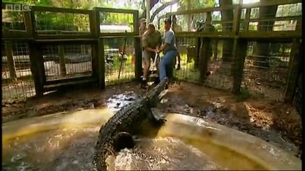 Measuring a crocodiles bite - Horizon - Bbc 