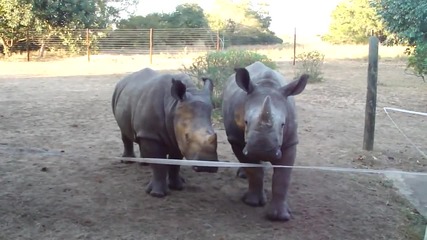Сладки носорогчета!
