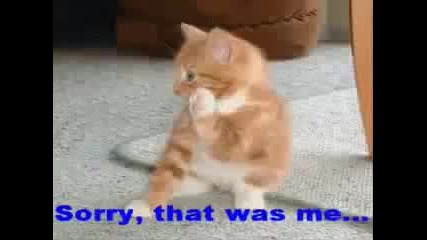 Много смешни котки