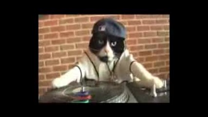 Котка Dj 
