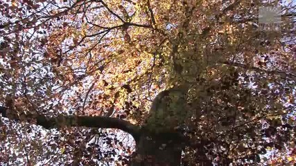 Kitty The Bill - Kyoto