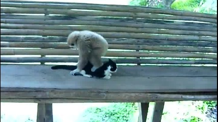 Маймуна И Котка