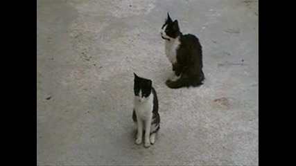 Котки Сучат От Куче Wtf