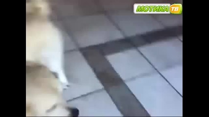 Куче скача на баба