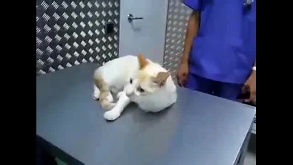 Как да заключим котка