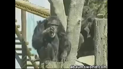 Маймуна - пушач 