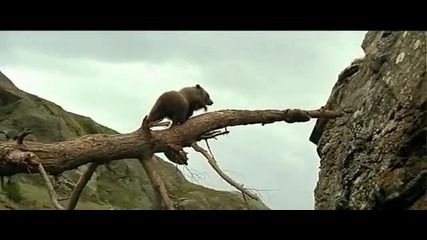 The Bear - Film by Jean - Jacques Annaud 