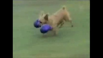Very Very Funny Dogs 
