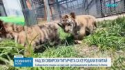 Сибирски тигърчета в Китай