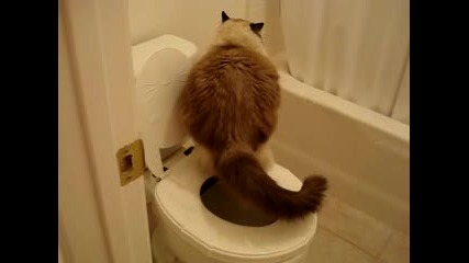 Cat Prefers Human Toilet Over Litterbox