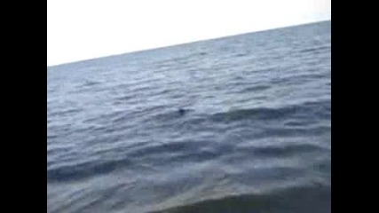 Мими на върха на вълната