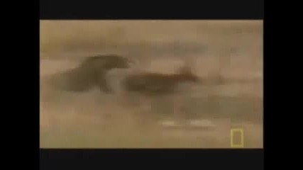 Cheetah - Fastest Running Animal 
