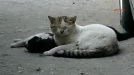Котка оказва първа помощ на друга ранена котка 