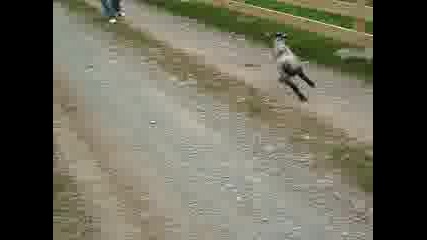 Палавото Агънце