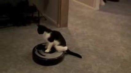 Коте Шофьор