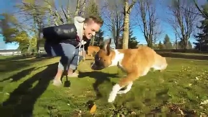 Кученце на два крака се учи да ходи!