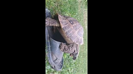 Откачена костенурка атакува чехла
