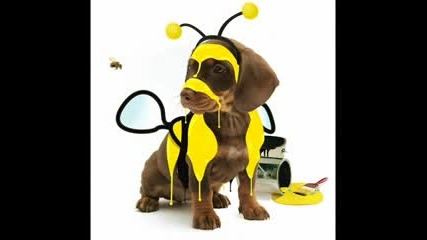 Fun Animals