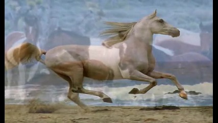 Wild Horses noble, Strong, Wild and Free
