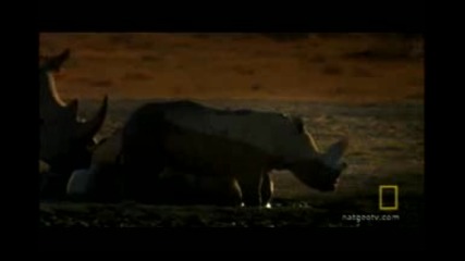 national geographic - Wild Rhinos