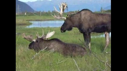 Gay Moose