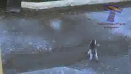 Животни имат проблеми върху лед- смях