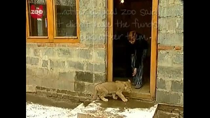 Жена живее сред лъвове