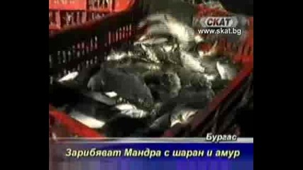 Зарибяват езерото Мандра с шаран и амур [тв Скат 14.06.09г.]