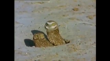 Animals - Любов сред природата :p Wow