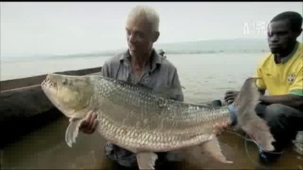 Удивително - 36 килограмова Тигрова риба 