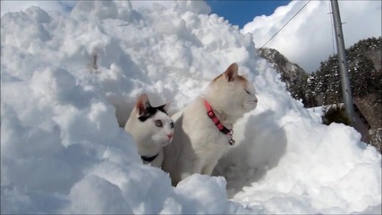 Сладури в снега