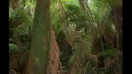 Forest Sounds