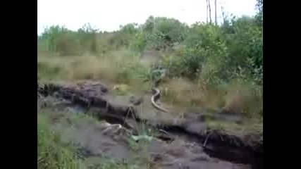 змия в амазонка