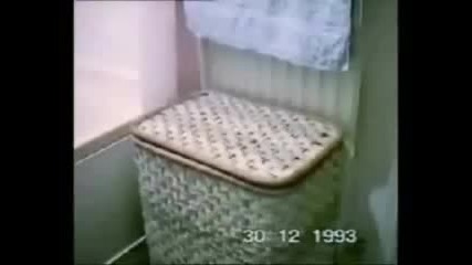 Funny Animals 