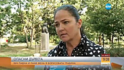 Падналото в Борисовата градина дърво изглеждало напълно здраво