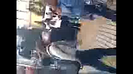 pianica na koncera na City