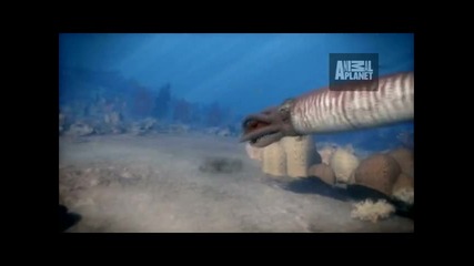 Animal Armageddon Fish with Spine
