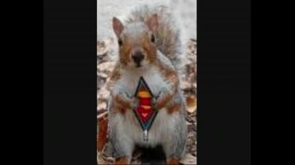 Funny Animals