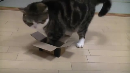 Упорита котка се опитва да се събере в кутия