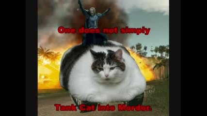 Funny Cats