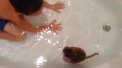 Сладка маймунка и дете си играят във ваната