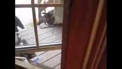 Мечка се плаши от котка и бяга 