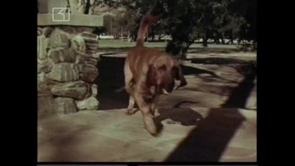Ласи - Бг Аудио, Епизод (1965) - Кучето, което тъгува за дома