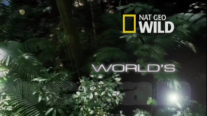 World's Weirdest - Camouflaged Killer