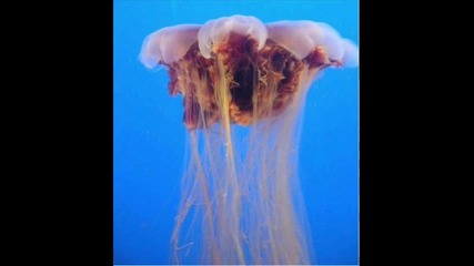 Най-невероятните и странни създания на Дълбоко море