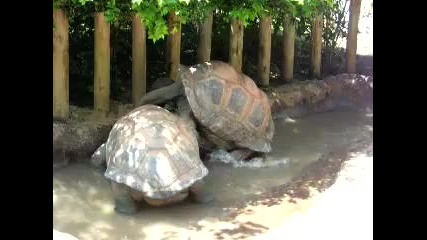 Real life Teenage Mutant Ninja Turtles